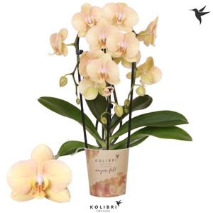 Kolibri Orchids Phalaenopsis Cascade Niagara Fall Golden River 3 spike