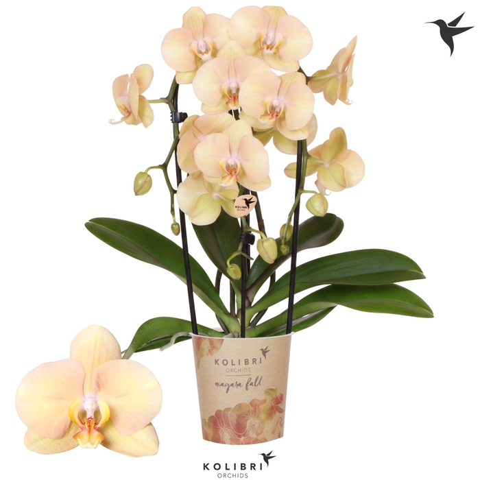 <h4>Kolibri Orchids Phalaenopsis Cascade Niagara Fall Golden River 3 spike</h4>