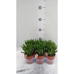 Crassula ovata 'Hobbit'