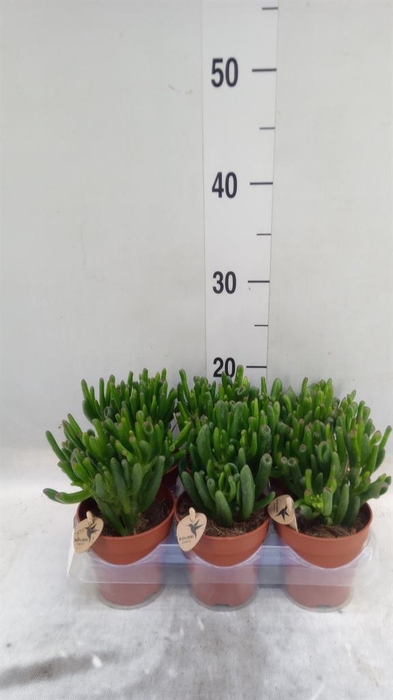 <h4>Crassula ovata 'Hobbit'</h4>