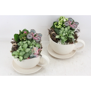 arr2 MB - Kop en schotel white - roze/wit