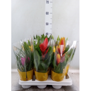 Vriesea   ...mix