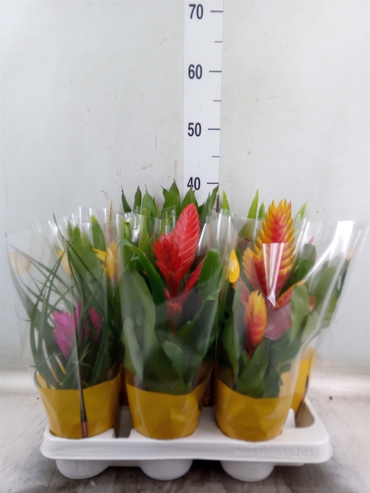 <h4>Vriesea   ...mix</h4>