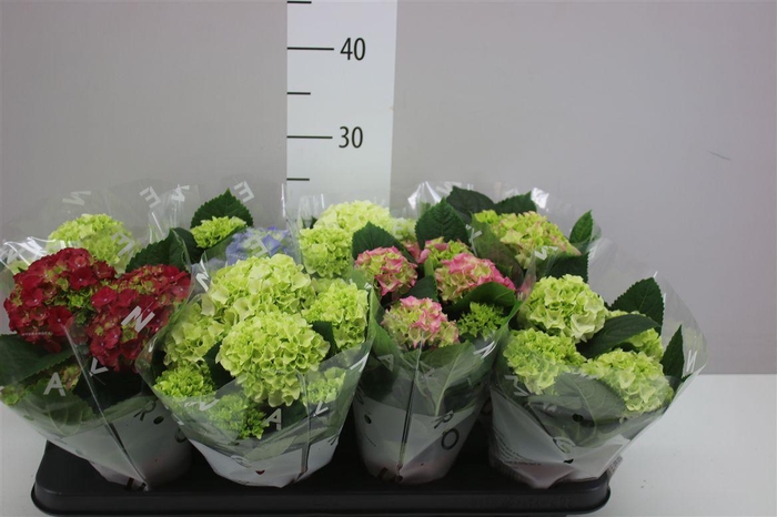 <h4>Hydrangea Macr. 10cm Mix 3+bloem</h4>