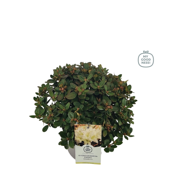 <h4>Rhododendron 30-40 /4 liter 'Shamrock' dwerg</h4>