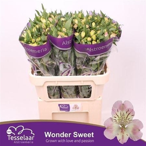 Alstr Wonder Sweet