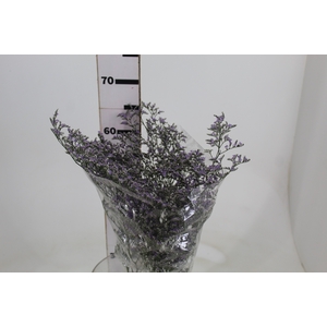 LIMONIUM 070 CM LILAS