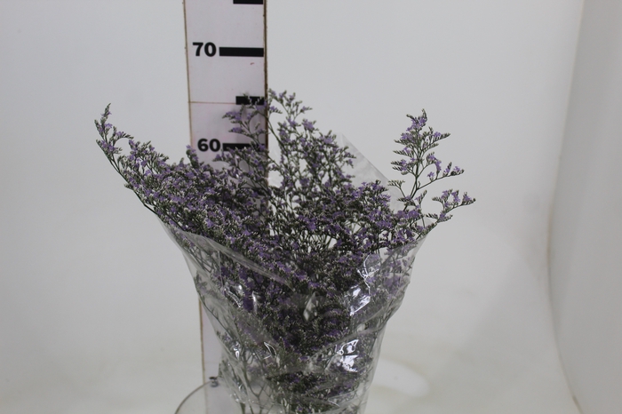 <h4>LIMONIUM 070 CM LILAS</h4>