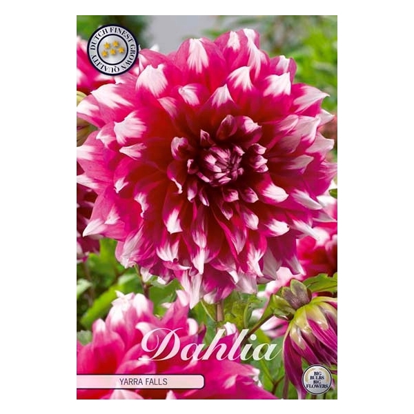 <h4>Dahlia Yarra Falls x1</h4>