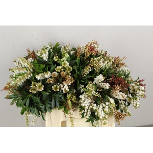 PIERIS ROOD/WIT BLOEIEND PER BUNCH