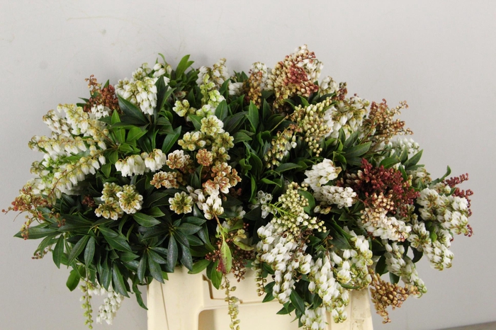 <h4>PIERIS ROOD/WIT BLOEIEND PER BUNCH</h4>