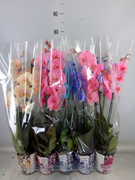 <h4>Phalaenopsis   ...</h4>