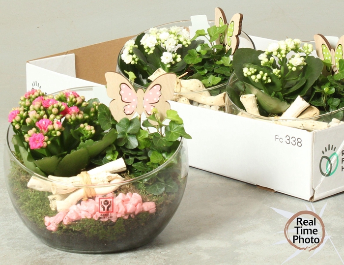 <h4>ARR KAMERPL</h4>