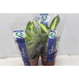 DIEFFENBACHIA VARIADO P17