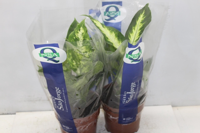 <h4>DIEFFENBACHIA VARIADO P17</h4>