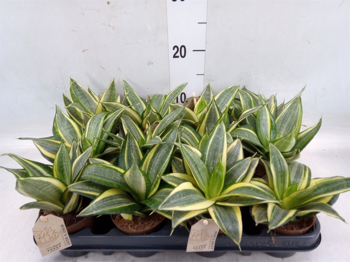 <h4>Sansevieria trifa. 'Golden Hahnii'</h4>