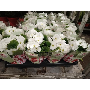 Primula obc. Touch Me White
