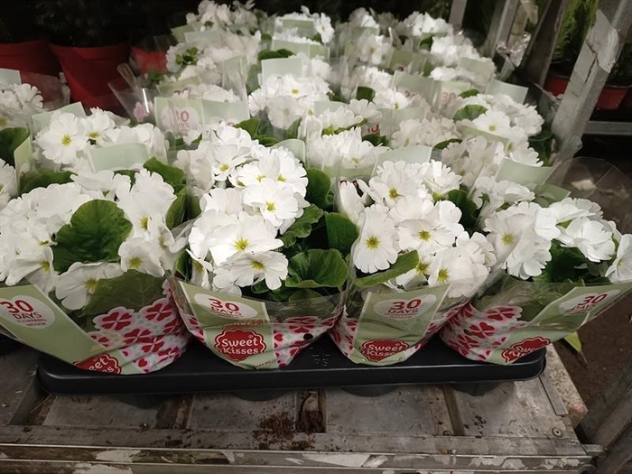 <h4>Primula obc. Touch Me White</h4>