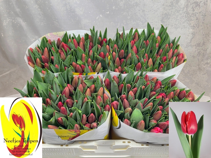 <h4>TU EN KUNG-FU</h4>