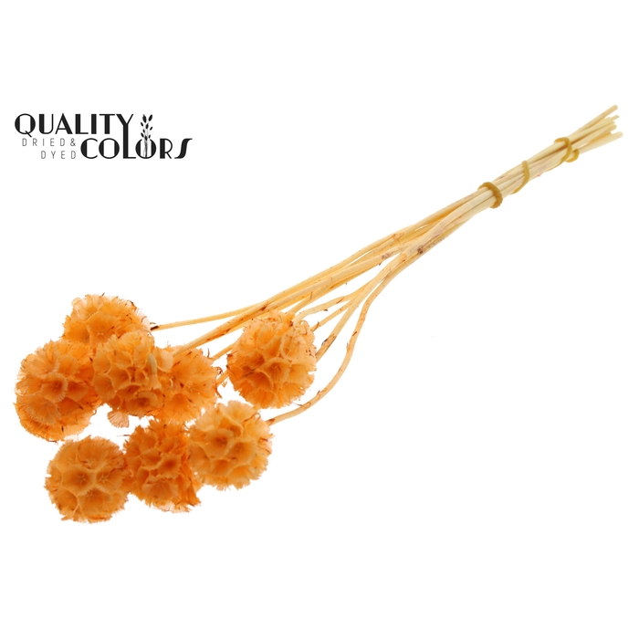 <h4>Scabiosa Preserved 10pc/bunch Bleached Salmon</h4>
