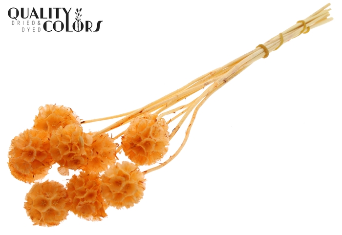 Scabiosa Preserved 10pc/bunch Bleached Salmon