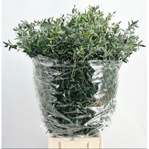 EUC. PARVIFOLIA 300GR