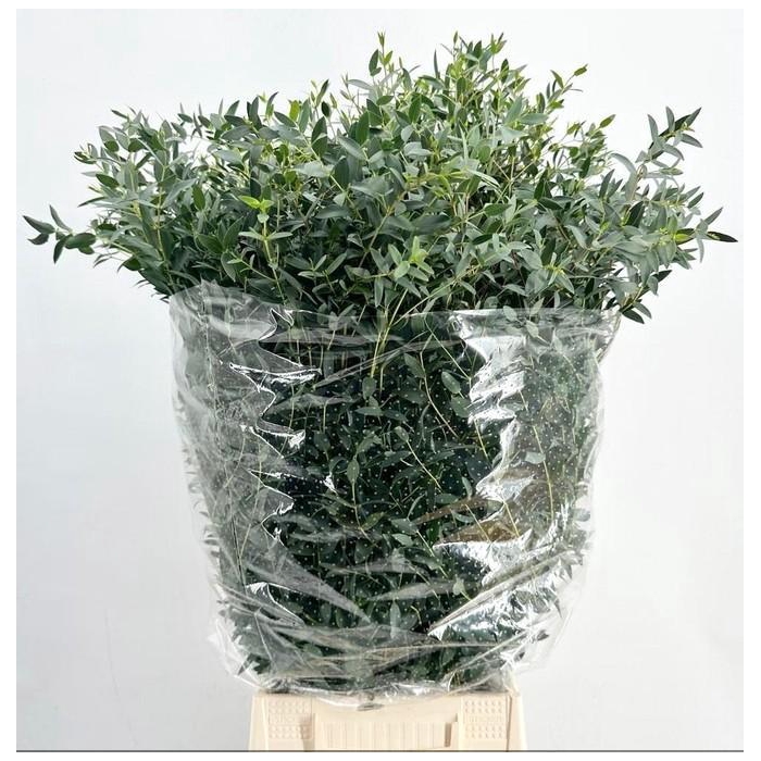 <h4>EUC. PARVIFOLIA 300GR</h4>