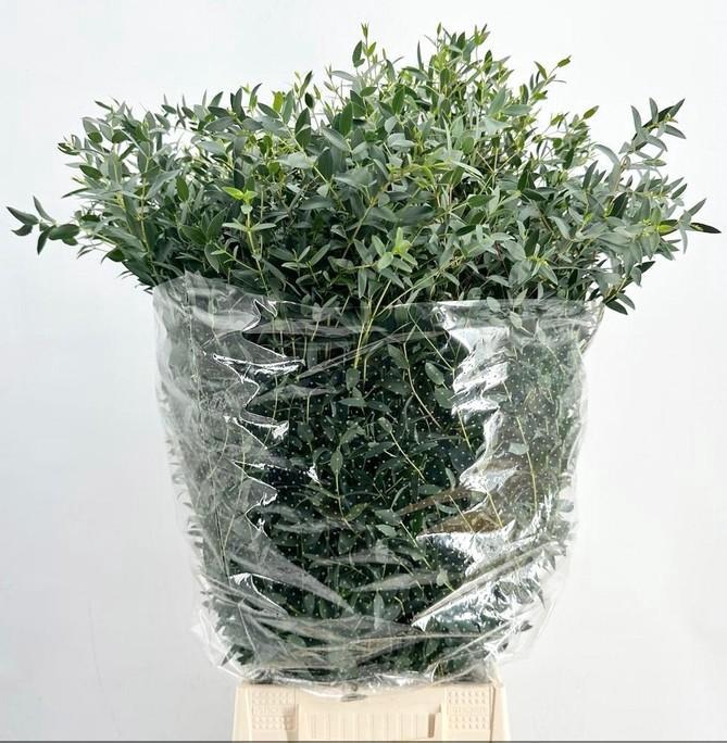 <h4>EUC. PARVIFOLIA 300GR</h4>