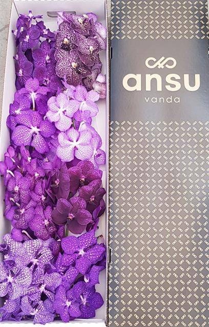 <h4>VANDA T GEMENGD</h4>