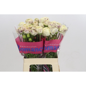 Ranunculus Brushmark Galthie