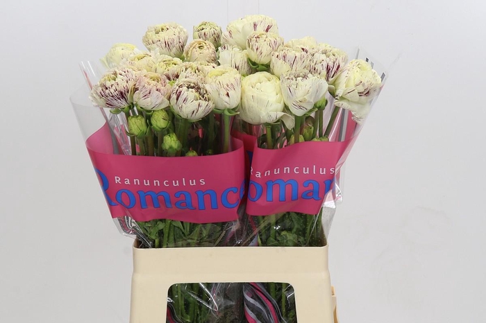 Ranunculus Brushmark Galthie