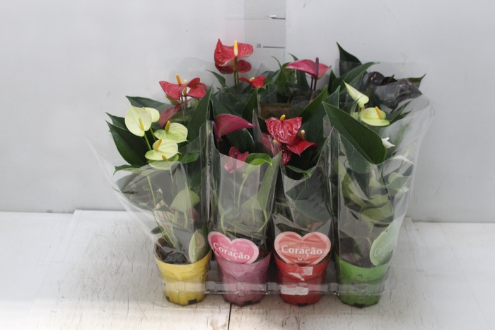 <h4>ANTHURIUM VARIADO P09</h4>