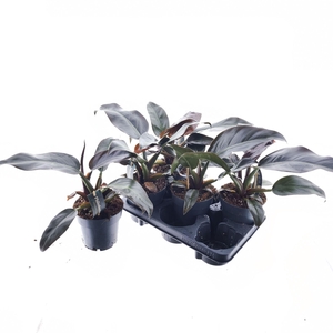 Philodendron  'Imperial Red'