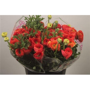 Ran.. Su Red 302 Extra