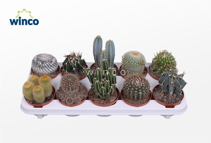 <h4>CACTUS GEM</h4>