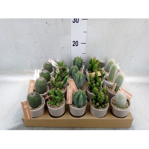 Cactus   ...