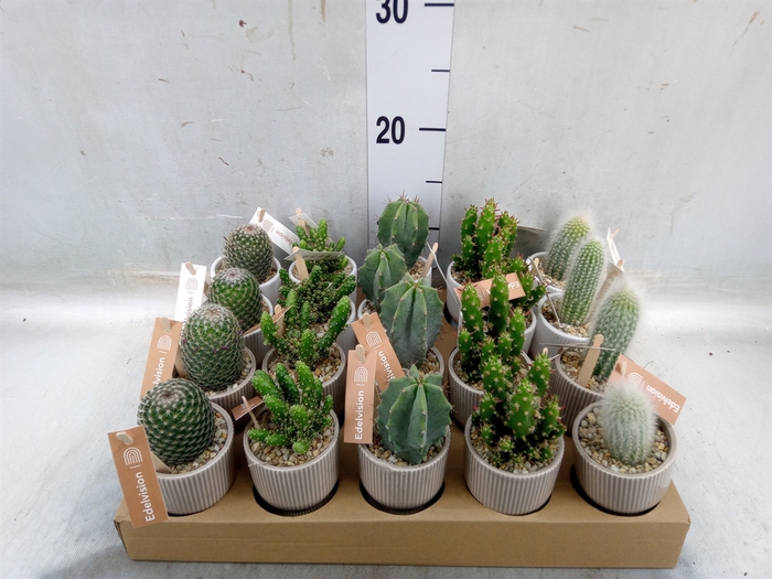 <h4>Cactus   ...</h4>