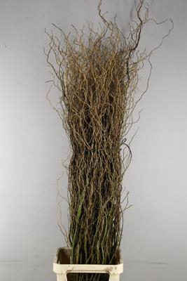 <h4>Salix Tortuosa</h4>