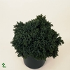 Juniperus squamata 'Blue Star' 20-25 C3