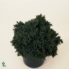 Juniperus squamata 'Blue Star' P17