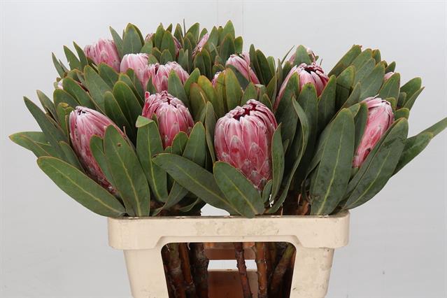 <h4>PROTEA COM PINK LADY</h4>