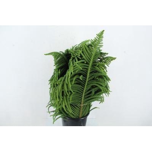 Araucaria araucana
