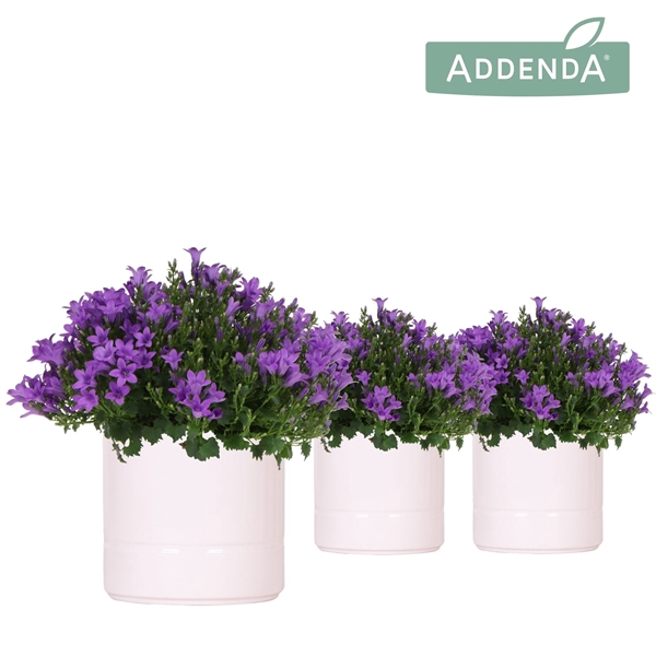 <h4>Campanula Addenda Ambella Intense purple in Pastel pot white</h4>