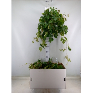 Cissus rhombifolia 'Ellen Danica'