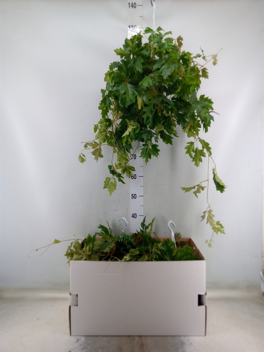 <h4>Cissus rhombifolia 'Ellen Danica'</h4>