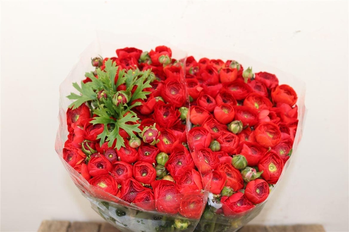 <h4>Ran Elegance Red</h4>