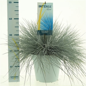 Festuca glauca Intense Blue®