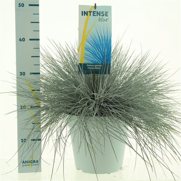 <h4>Festuca glauca Intense Blue®</h4>