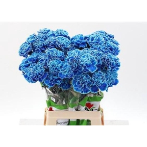 Dian. ST. Tinted Blue Monday