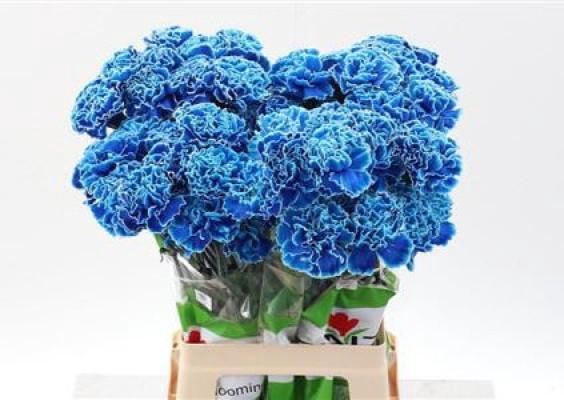 <h4>Dian. ST. Tinted Blue Monday</h4>